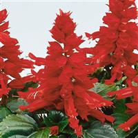 Reddy Bright Red Salvia