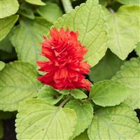 Reddy Lime Leaved Red Salvia