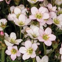 Saxifraga Scenic Appleblossom