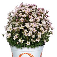 Saxifraga Scenic Appleblossom