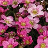 Saxifraga Scenic Pink