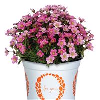 Saxifraga Scenic Pink