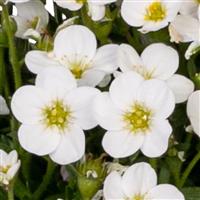 Saxifraga Scenic White