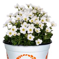 Saxifraga Scenic White