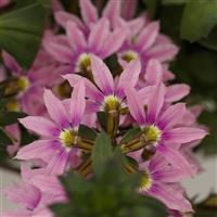 Fanatix Pink Scaevola
