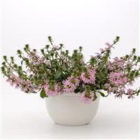Fanatix Pink Scaevola