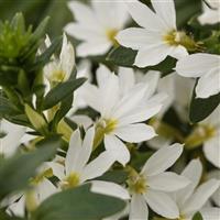 Fanatix White Scaevola