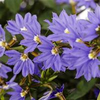 Fanatix Dark Blue Scaevola