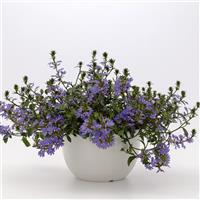 Fanatix Dark Blue Scaevola