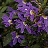 Fanatix Compact Dark Blue Scaevola