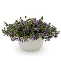 Fanatix Compact Dark Blue Scaevola