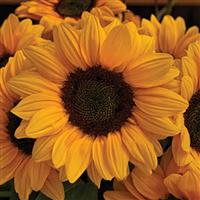 Vincent's Choice Sunflower