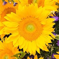 Vincent's Fresh Sunflower