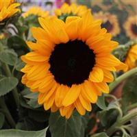 Vincent's Choice Deep Orange DMR Sunflower