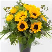 Vincent's Choice Deep Orange DMR Sunflower