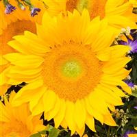 Vincent's Fresh Light Eye DMR Sunflower