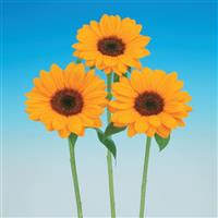 Vincent's Tangy Sunflower