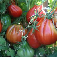 Palpatation Tomato
