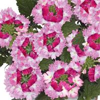 Wicked Hot Pink Verbena