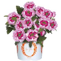 Wicked Hot Pink Verbena