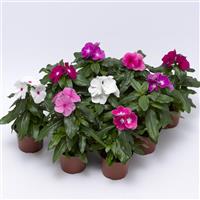 Cora XDR Mix Vinca