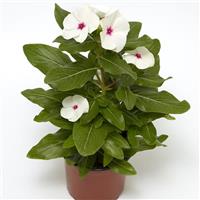 Cora XDR Polka Dot Vinca