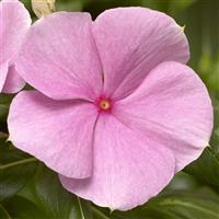 Cora XDR Light Pink Vinca