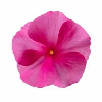 Cora XDR Rose Punch Vinca