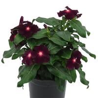 Nirvana XDR Blackberry Vinca