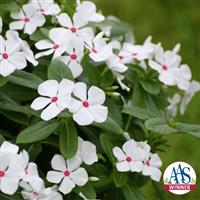 Sphere Polka Dot Vinca