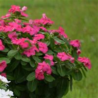 Sphere Punch Vinca
