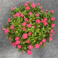 Sphere Rose Vinca
