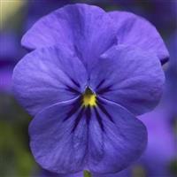 Deltini Blue Viola