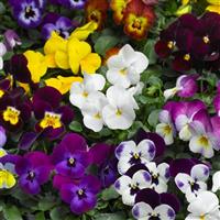 Deltini Mix Viola