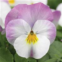 Deltini Rose Pink Viola