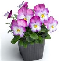 Deltini Rose Pink Viola