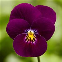 Deltini Violet Viola