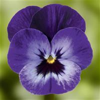 Deltini Violet Blue Viola