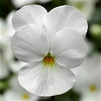 Deltini White Viola
