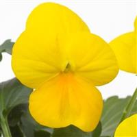 Deltini Yellow Viola
