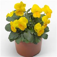 Deltini Yellow Viola