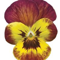 Deltini Copperfield Viola