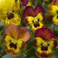 Deltini Copperfield Viola