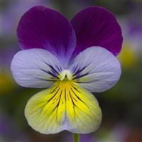 Deltini Blue Purple Wing Viola