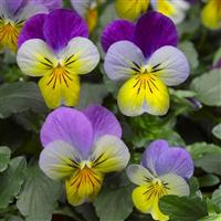 Deltini Blue Purple Wing Viola