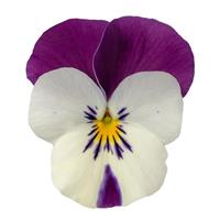 Deltini White Jump Up Viola