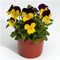 Deltini Yellow Jump Up Viola