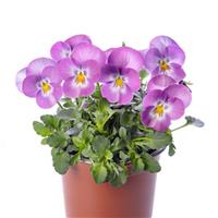 Deltini Lavender Pink Face Viola
