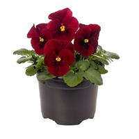 Penny Pro Red Viola