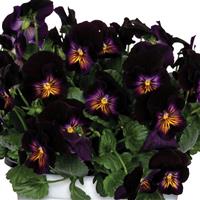 Viola Spring Morning Glow